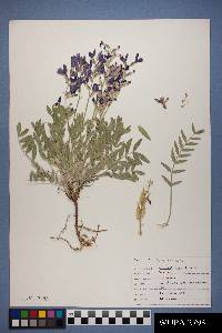 Oxytropis lambertii image